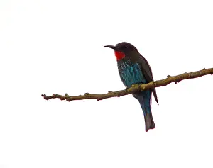 Images Dated 14th September 2014: Black bee-eater, Merops gularis
