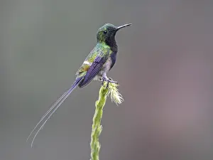 2024 Prints: Black-bellied Thorntail (Discosura langsdorffi melanosternon)
