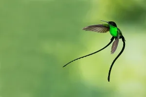 Black Billed Prints: Black-billed Streamertail, Trochilus scitulus