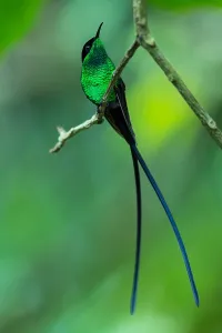 Black Billed Prints: Black-billed Streamertail, Trochilus scitulus