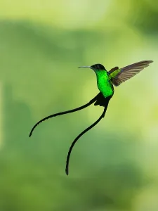 Black Billed Prints: Black-billed Streamertail, Trochilus scitulus