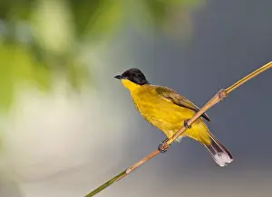 Images Dated 9th February 2020: Black-capped Bulbul, Rubigula melanictera