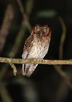 Screech Owl Prints: Black-capped or Variable Screech-owl, Megascops atricapilla