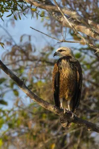 Wetland Prints: A black-collared hawk, Busarellus nigricollis
