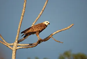 Images Dated 12th June 2014: Black-collared Hawk, Moerasbuizerd, Busarellus nigricollis