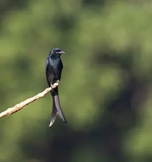 Country Prints: Black Drongo, Dicrurus macrocercus