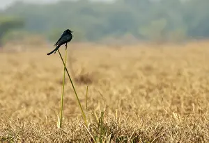 Country Prints: Black Drongo, Dicrurus macrocercus
