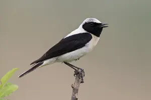 Images Dated 13th June 2015: Black-eared Wheatear