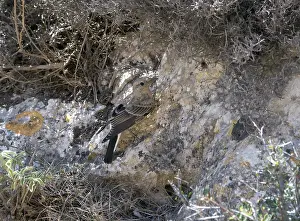 Hispanica Prints: Black-eared Wheatear, Oenanthe hispanica