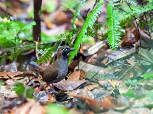 Images Dated 21st June 2015: Black-faced Antthrush, Formicarius analis