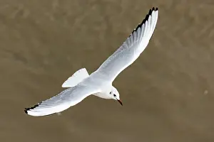 2024 Prints: Black, flying, flight, adult, feeding
