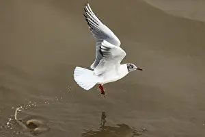 2024 Prints: Black, flying, flight, adult, feeding