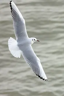 2024 Prints: Black, flying, flight, adult, feeding