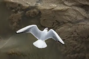 2024 Prints: Black, flying, flight, adult, feeding