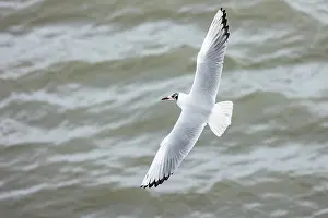 2024 Prints: Black, flying, flight, adult, feeding