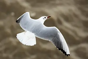 2024 Prints: Black, flying, flight, adult, feeding