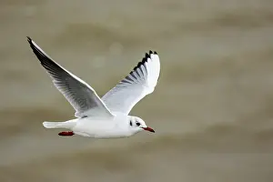 2024 Prints: Black, flying, flight, adult, feeding