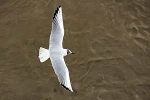 2024 Prints: Black, flying, flight, adult, feeding