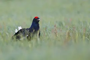 2016 Prints: Black Grouse