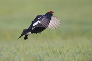 2016 Prints: Black Grouse