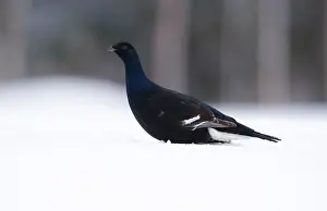 2019 Prints: Black Grouse, Lyrurus tetrix