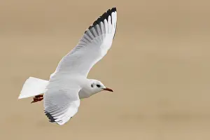 Black Headed Prints: Black-headed Gull