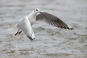 Black Headed Prints: Black-headed Gull