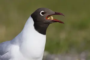 Black Headed Prints: Black-headed Gull