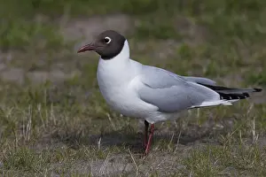 Black Headed Prints: Black-headed Gull