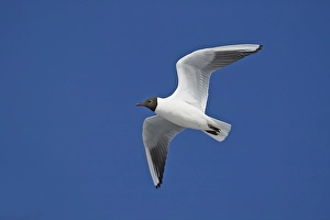 2003 Prints: Black-headed Gull, Kokmeeuw, Larus ridibundus