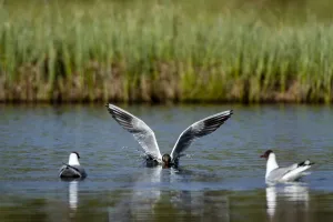 Finland Prints: A black-headed gull, Larus ridibundus