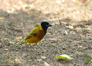 2005 Prints: Black-headed Weaver, Zwartkopwever, Ploceus melanocephalus
