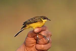 : Black-headed Yellow Wagtail; Motacilla flafa feldegg