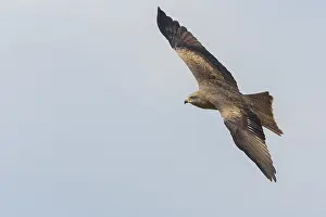 Accipitriformes Prints: Black Kite in flight