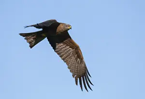 Images Dated 28th June 2008: Black Kite, Milvus migrans