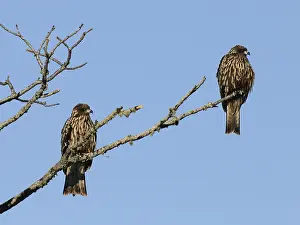 Images Dated 19th February 2008: Black kites