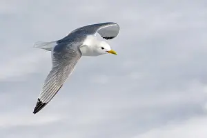 Images Dated 25th June 2014: Black-legged Kittiwake, Rissa tridactyla