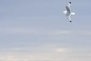 Images Dated 27th June 2014: Black-legged Kittiwake, Rissa tridactyla