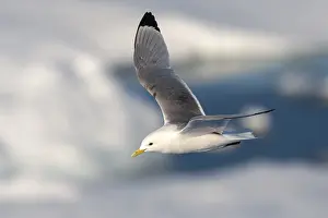 Images Dated 25th June 2014: Black-legged Kittiwake, Rissa tridactyla