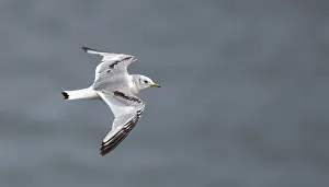 Images Dated 17th June 2015: Black-legged Kittiwake, Rissa tridactyla