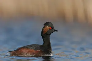Images Dated 8th April 2007: Black-necked Grebe, Geoorde Fuut, Podiceps nigricollis