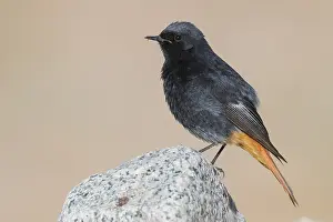 Images Dated 25th April 2018: Black Redstart