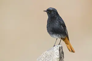Images Dated 25th April 2018: Black Redstart
