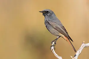 Images Dated 25th December 2015: Black Redstart