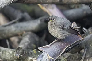 Muscicapidae Prints: Black Redstart