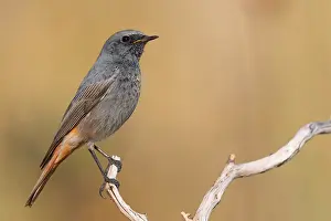 Muscicapidae Prints: Black Redstart