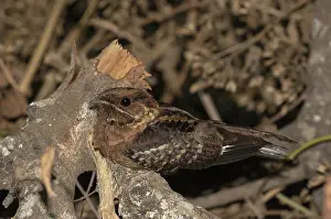 Caprimulgus Prints: Black-shouldered Nightjar, Caprimulgus pectoralis nigriscapularis