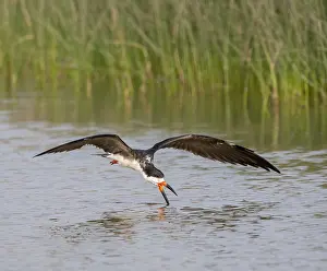 Images Dated 14th September 2015: Black Skimmer, Rynchops niger