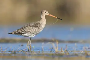 Black Tailed Prints: Black-tailed Godwit