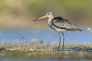 Black Tailed Prints: Black-tailed Godwit